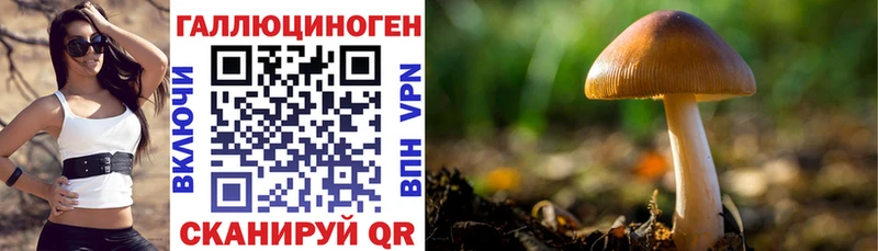 Псилоцибиновые грибы Psilocybe  Купить где  Талдом 